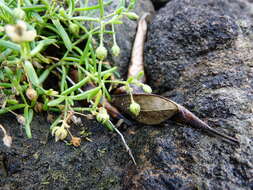 Plancia ëd Spergularia tasmanica (Kindb.) L. G. Adams