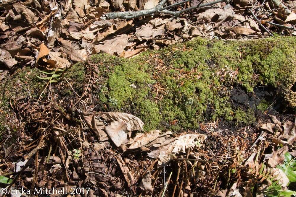 Image of Geocalyx graveolens (Schrad.) Nees