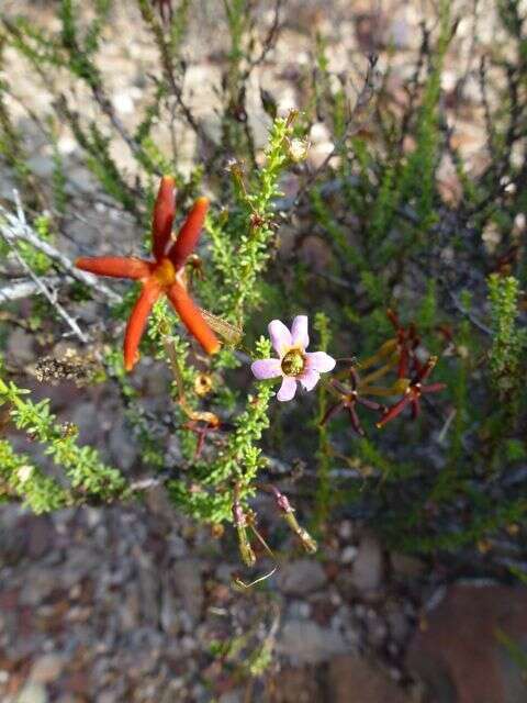 Image de Jamesbrittenia atropurpurea subsp. atropurpurea