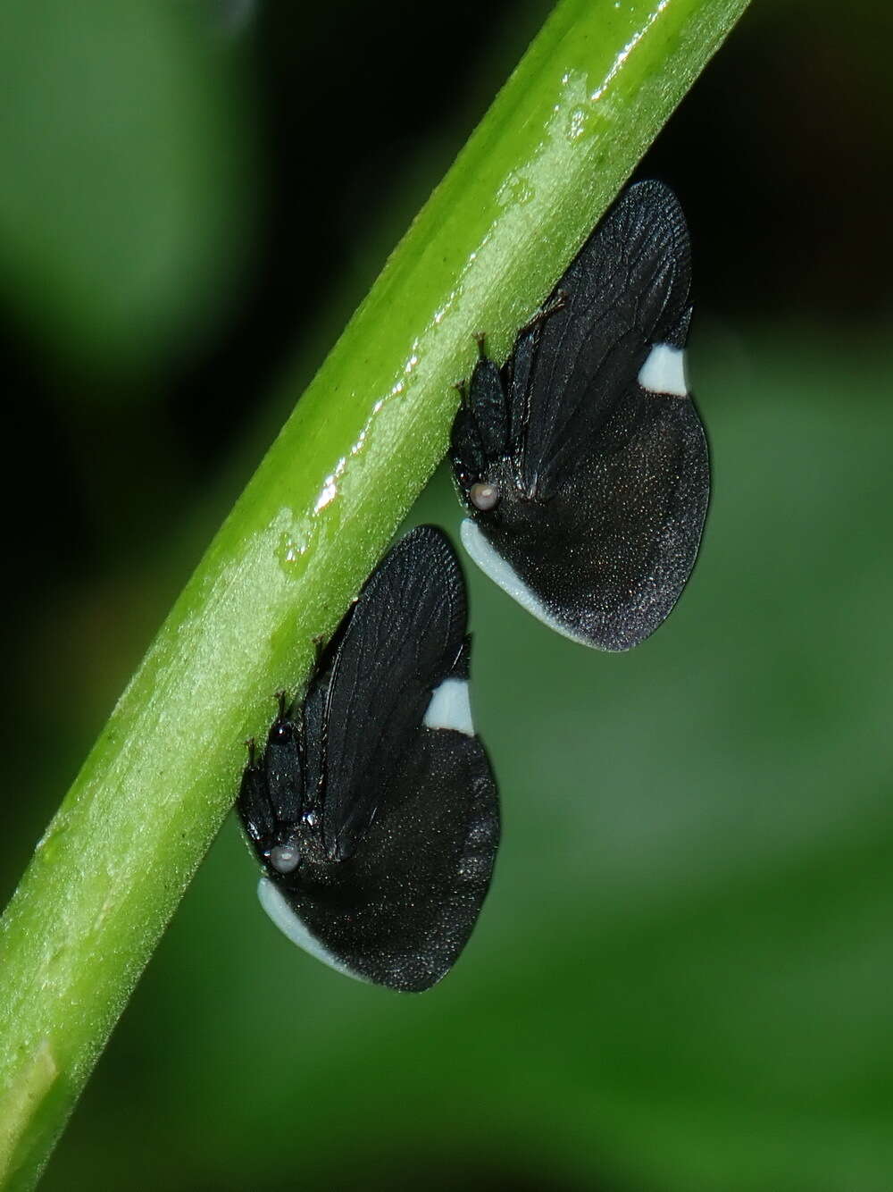 Image of Membracis dorsata Fabricius