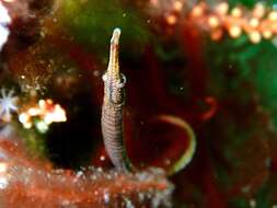 Image of Southern Gulf pipefish