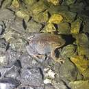 Image of Smooth Froglet