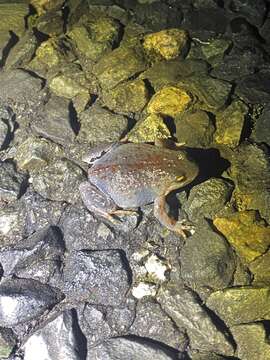 Image of Smooth Froglet