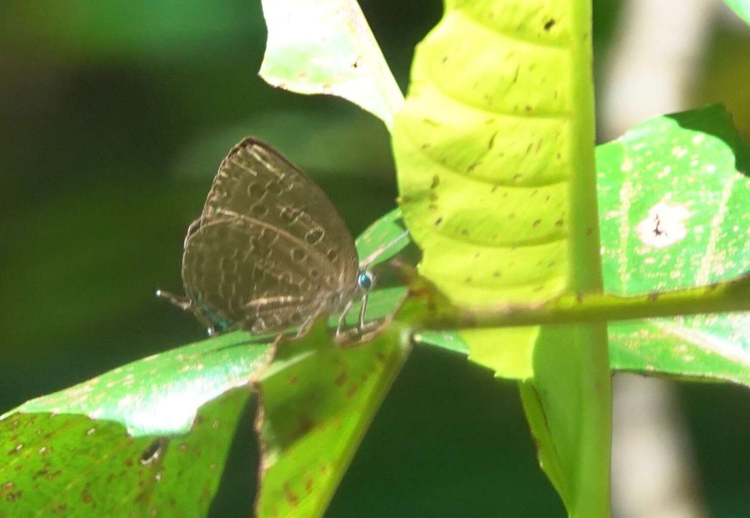 Image of Arhopala eumolphus (Stoll (1780))