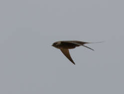 Image of Malagasy Palm Swift