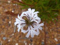 Image of Goodenia scapigera R. Br.