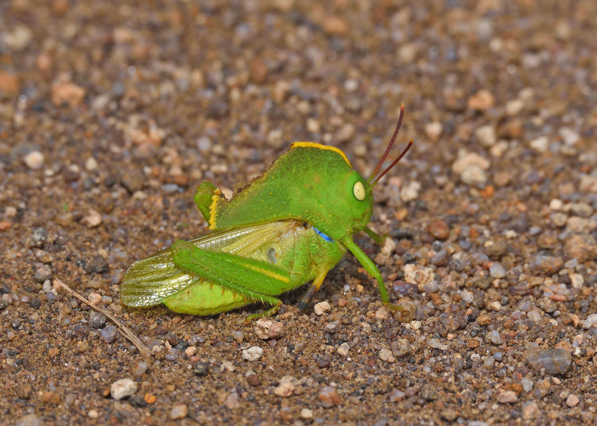 Image of Teratodes monticollis (Gray & G. R. 1832)