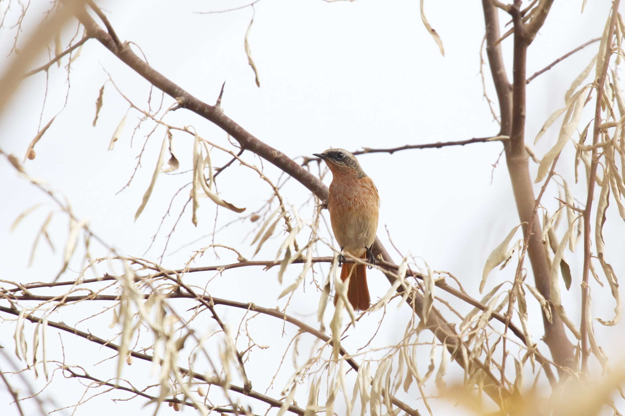 Image of Eversmann's Redstart