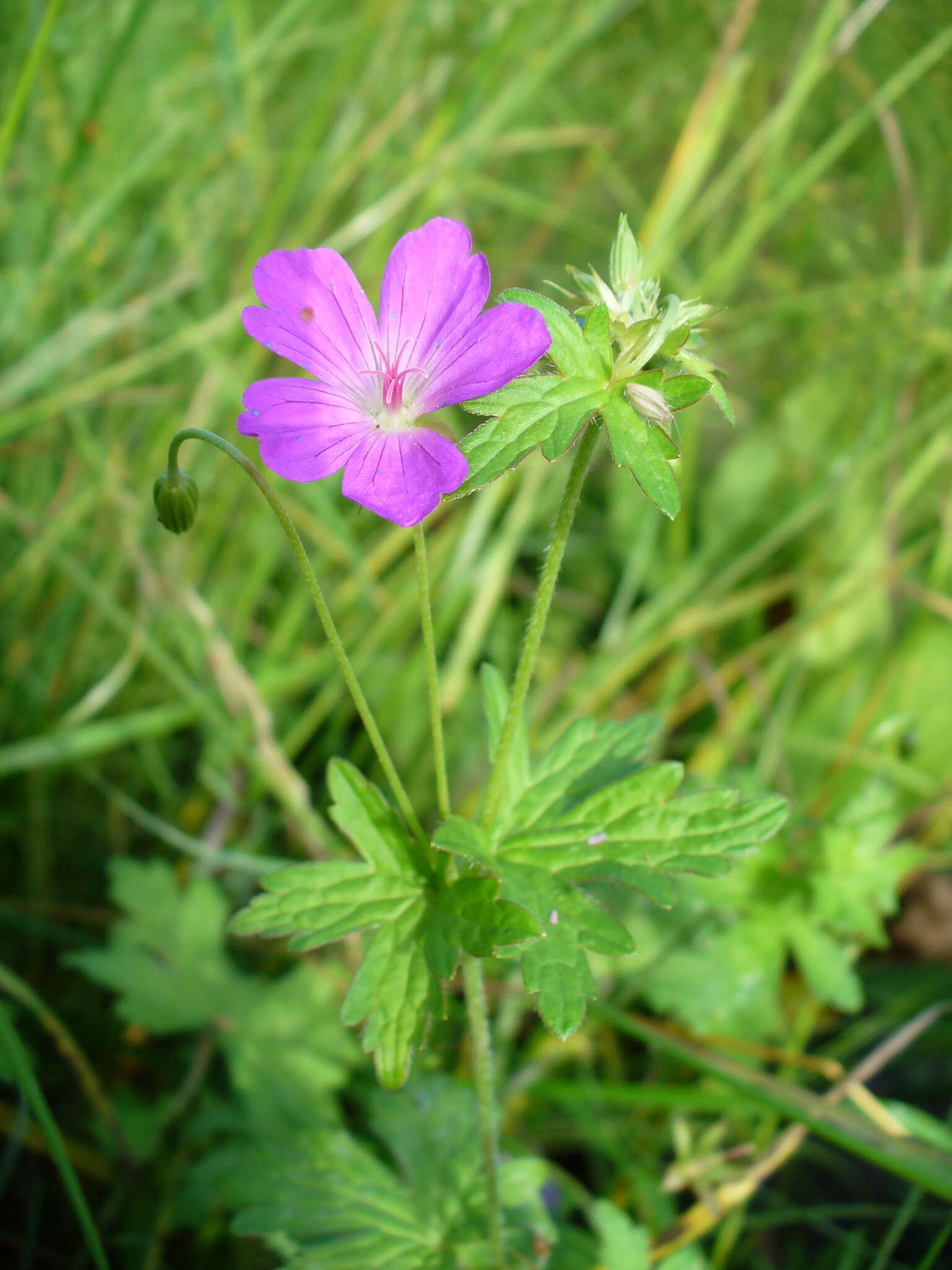 Imagem de Geranium palustre L.