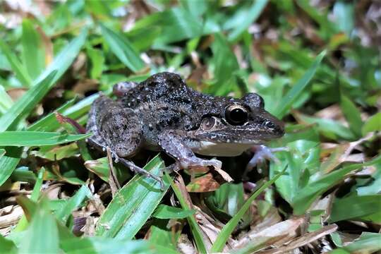 Imagem de Leptodactylus fragilis (Brocchi 1877)