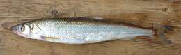 Image of Arctic rainbow smelt