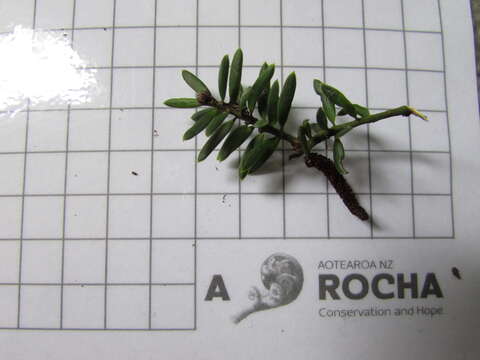 Imagem de Podocarpus totara G. Benn. ex D. Don