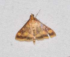 Image of Pyrausta onythesalis Walker 1859