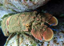 Image of Spanish lobster