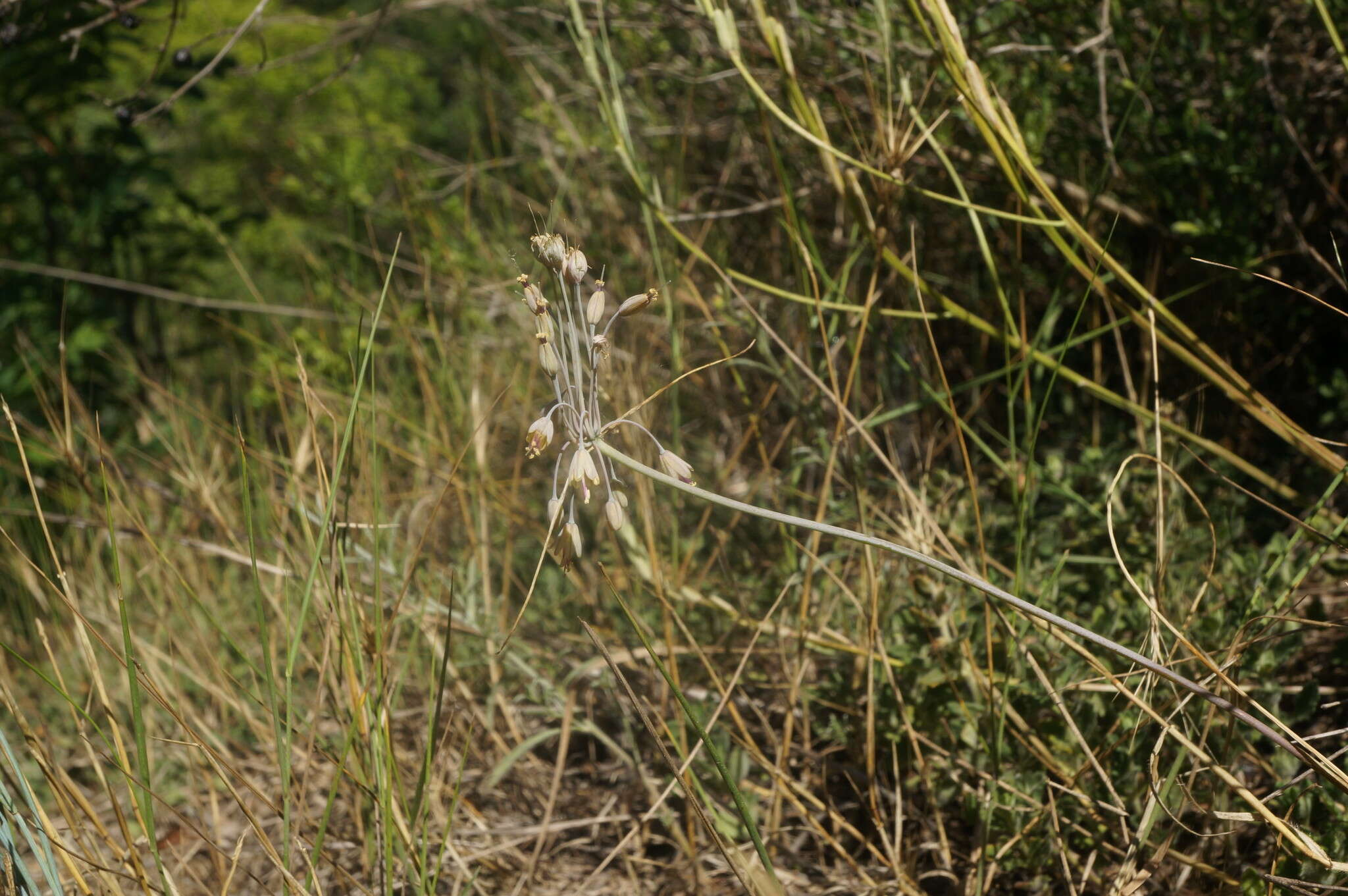 Image of Allium flavum subsp. tauricum (Besser ex Rchb.) K. Richt.