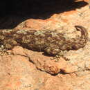 Image of Namaqua Thick-toed Gecko