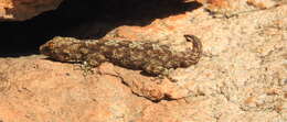 Image of Namaqua Thick-toed Gecko