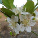 Campomanesia pubescens (A. P. de Candolle) Berg resmi