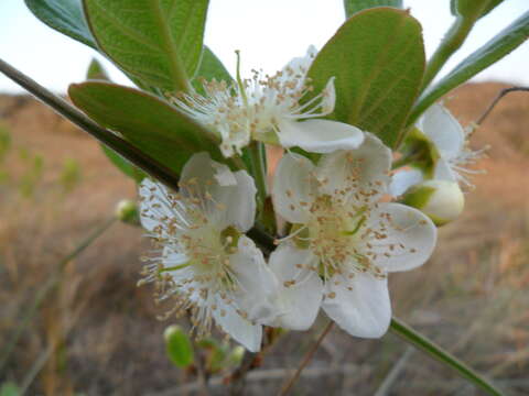 Campomanesia pubescens (A. P. de Candolle) Berg resmi