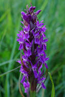 Dactylorhiza incarnata subsp. incarnata resmi