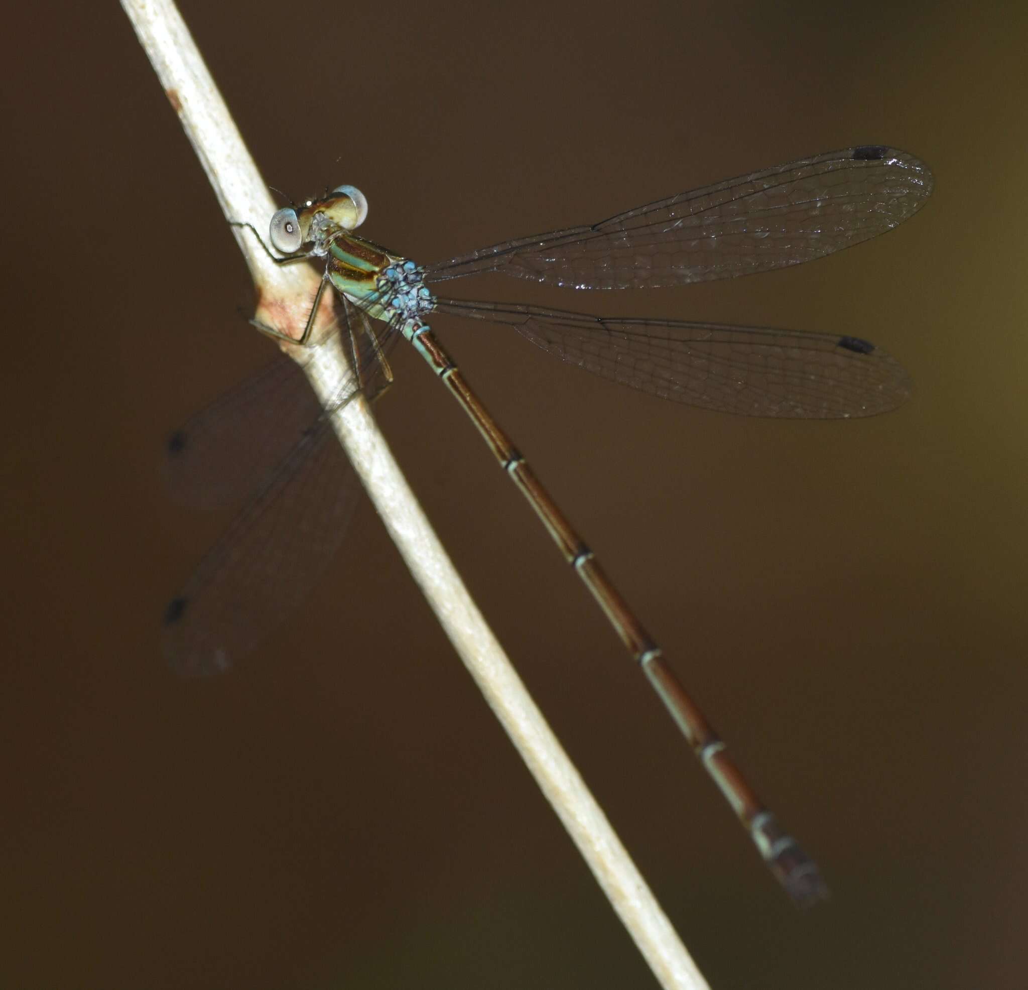 Слика од Lestes tenuatus Rambur 1842