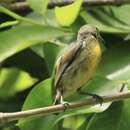 Image of Palawan Flowerpecker