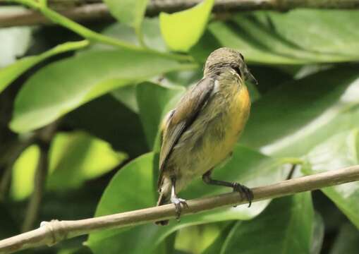 Image of Palawan Flowerpecker