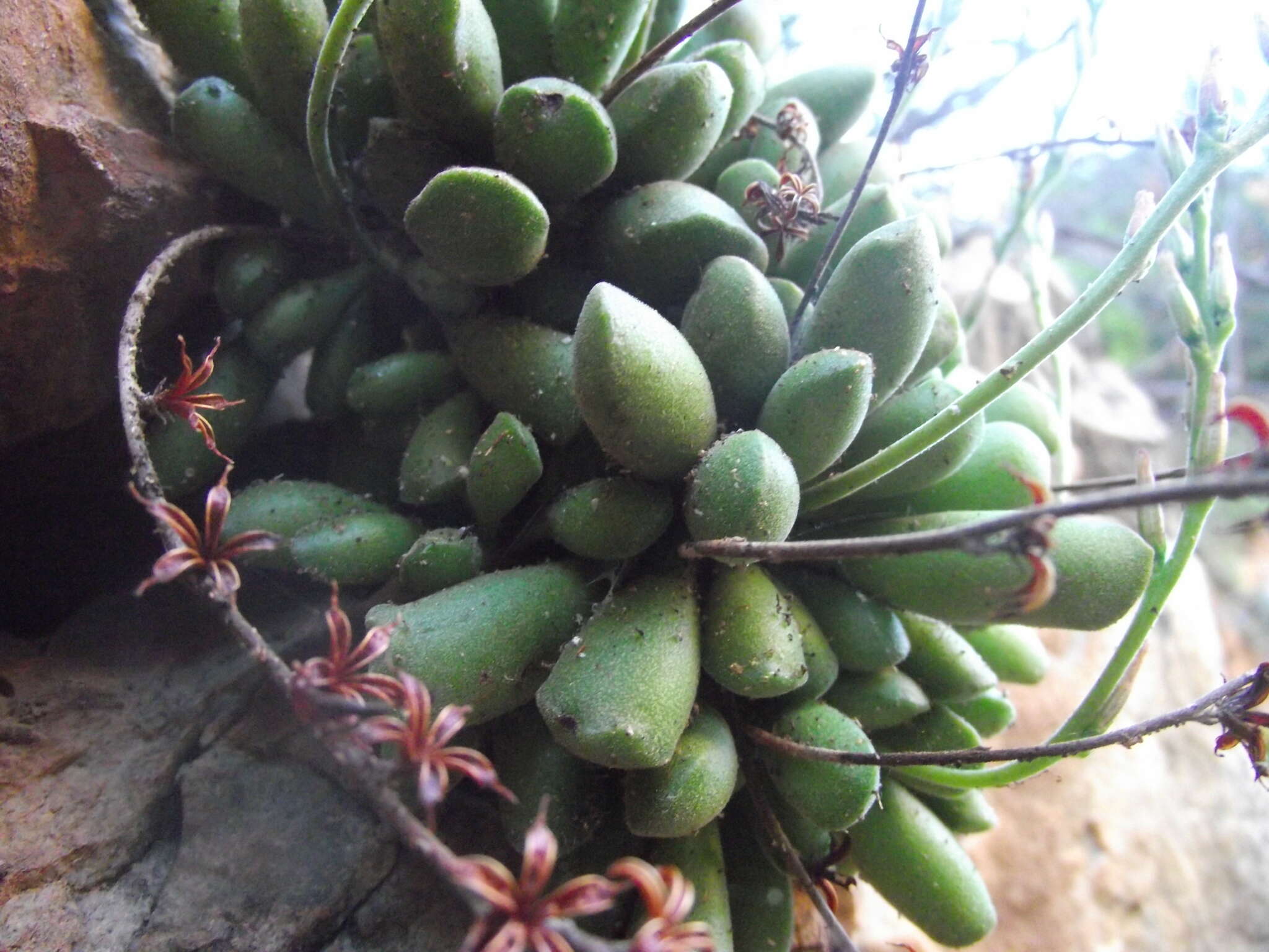 Imagem de Adromischus cristatus var. schonlandii (Phill.) Tölken