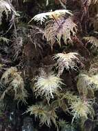 Image of hylocomium feather moss