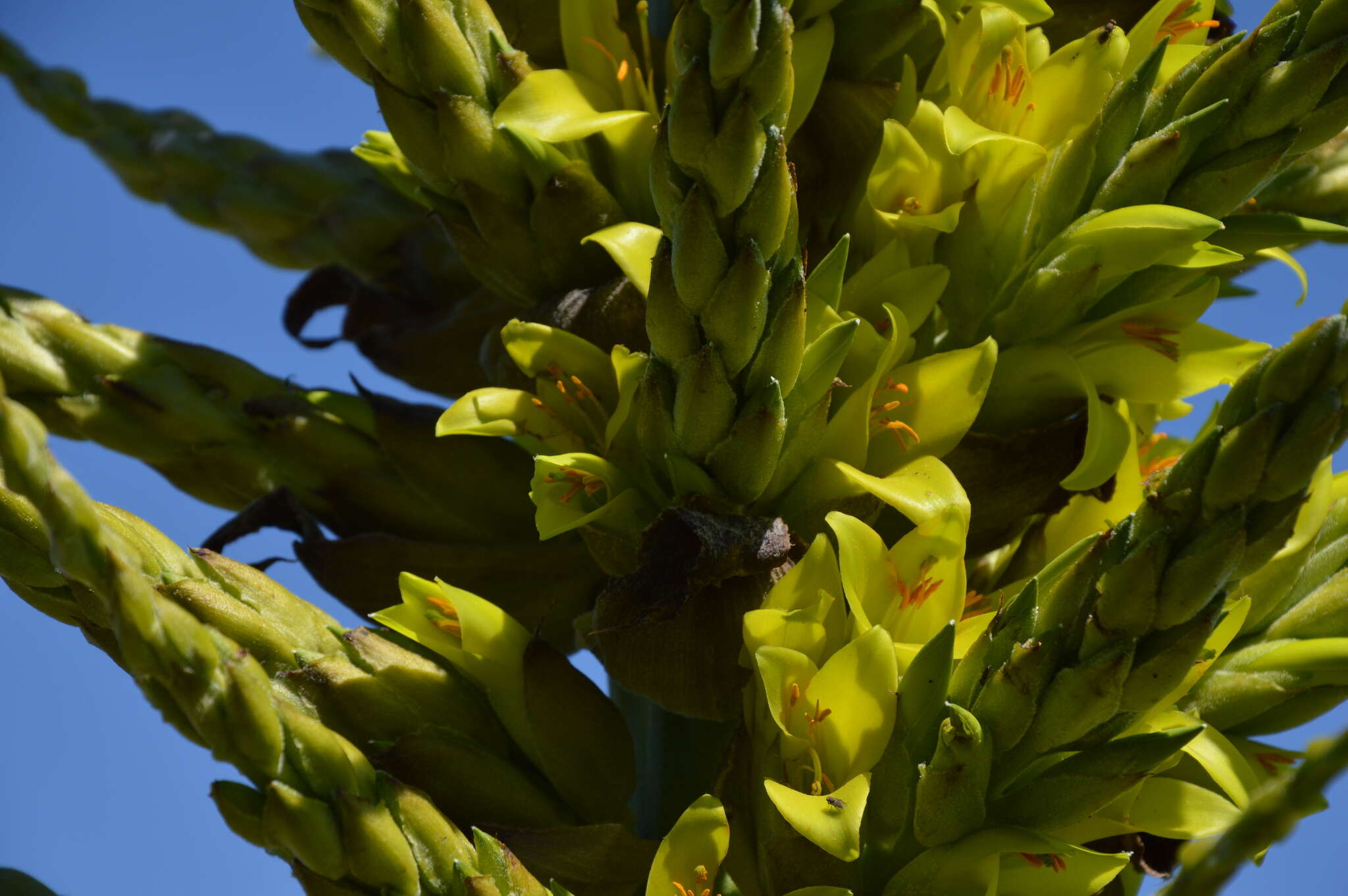 Image of Chilean Puya