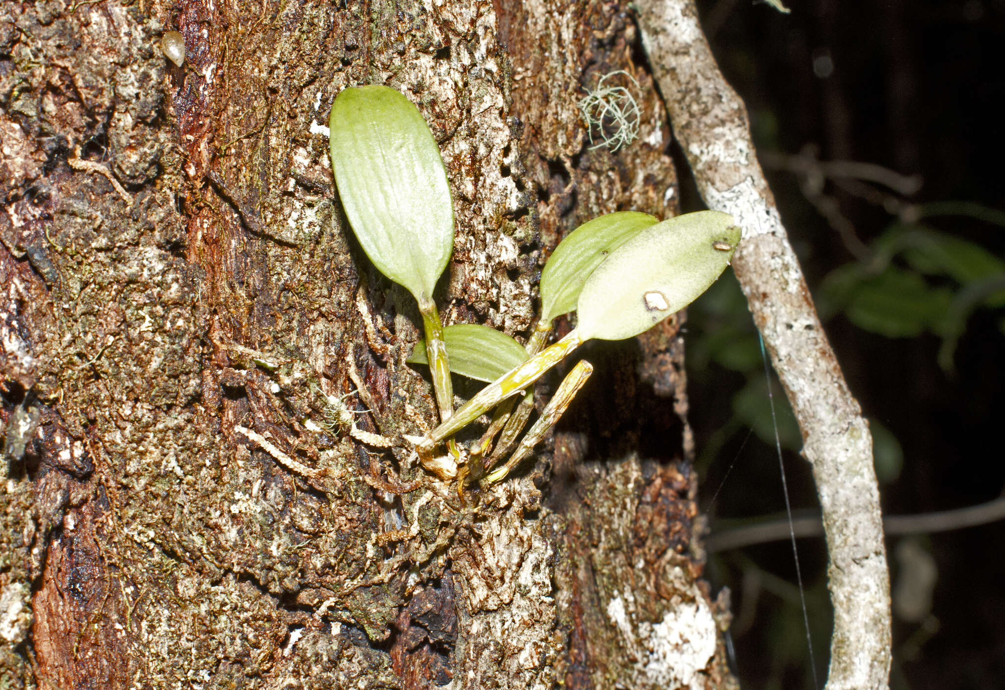 صورة Dendrobium aemulum R. Br.