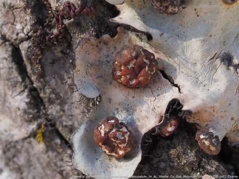 Image of Tremella parmeliarum Diederich 1996