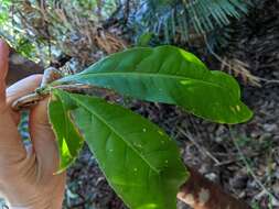 Plancia ëd Durandea jenkinsii Stapf