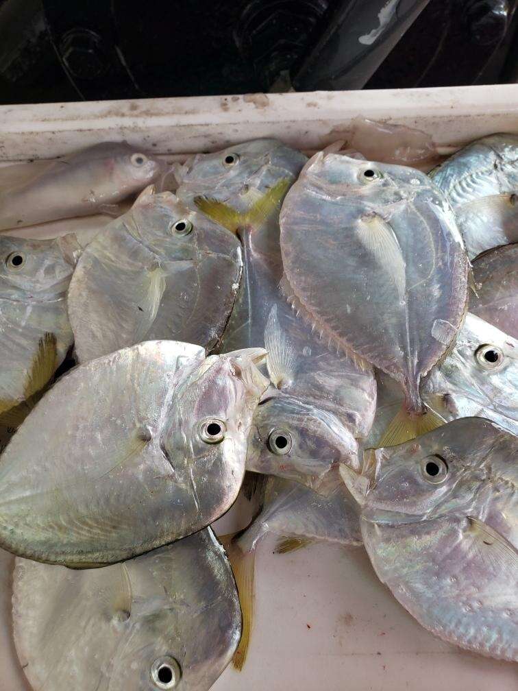 Image of Atlantic Moonfish