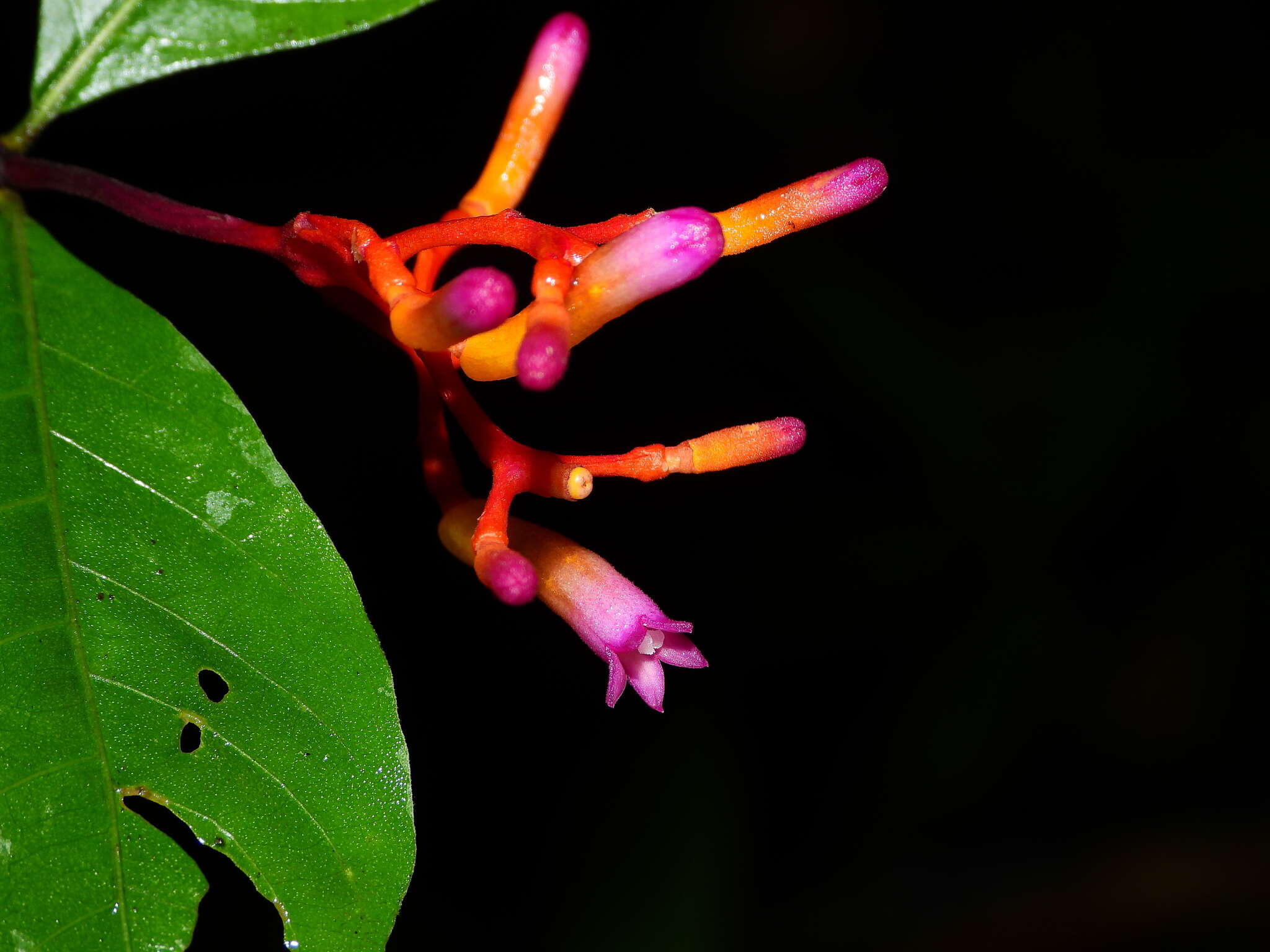 Image of Palicourea longiflora DC.