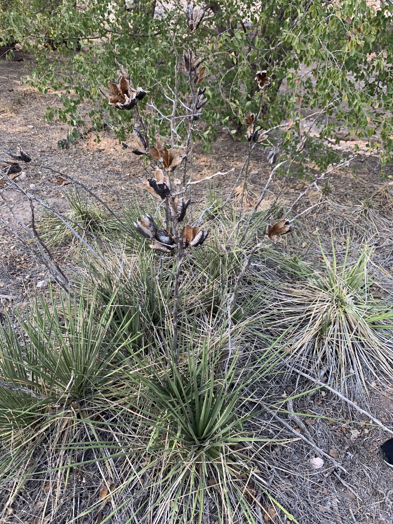 Image of plains yucca