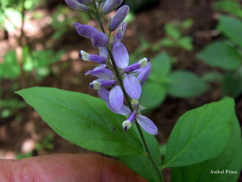 Imagem de Hebecarpa caracasana (Kunth) J. R. Abbott & J. F. B. Pastore