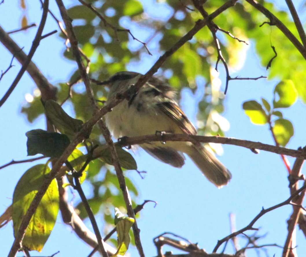 Image of Rufous-winged Tyrannulet