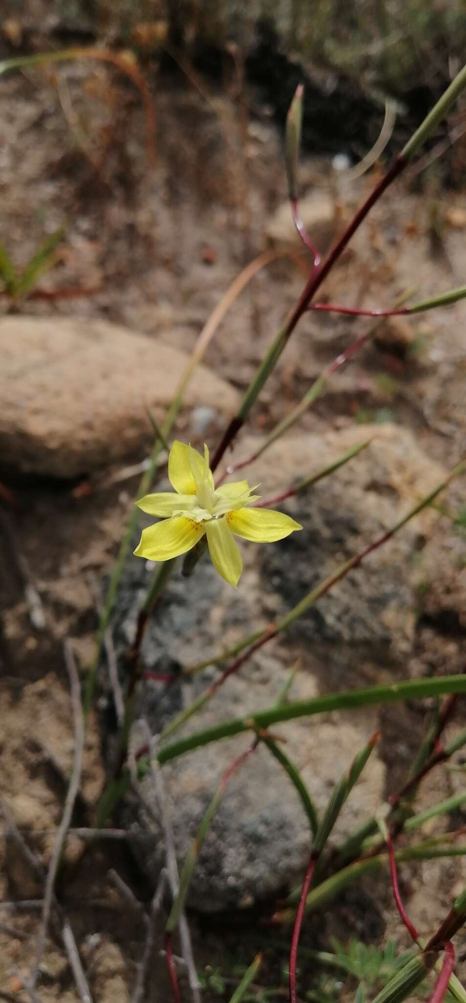 Image of Moraea bituminosa (L. fil.) Ker Gawl.