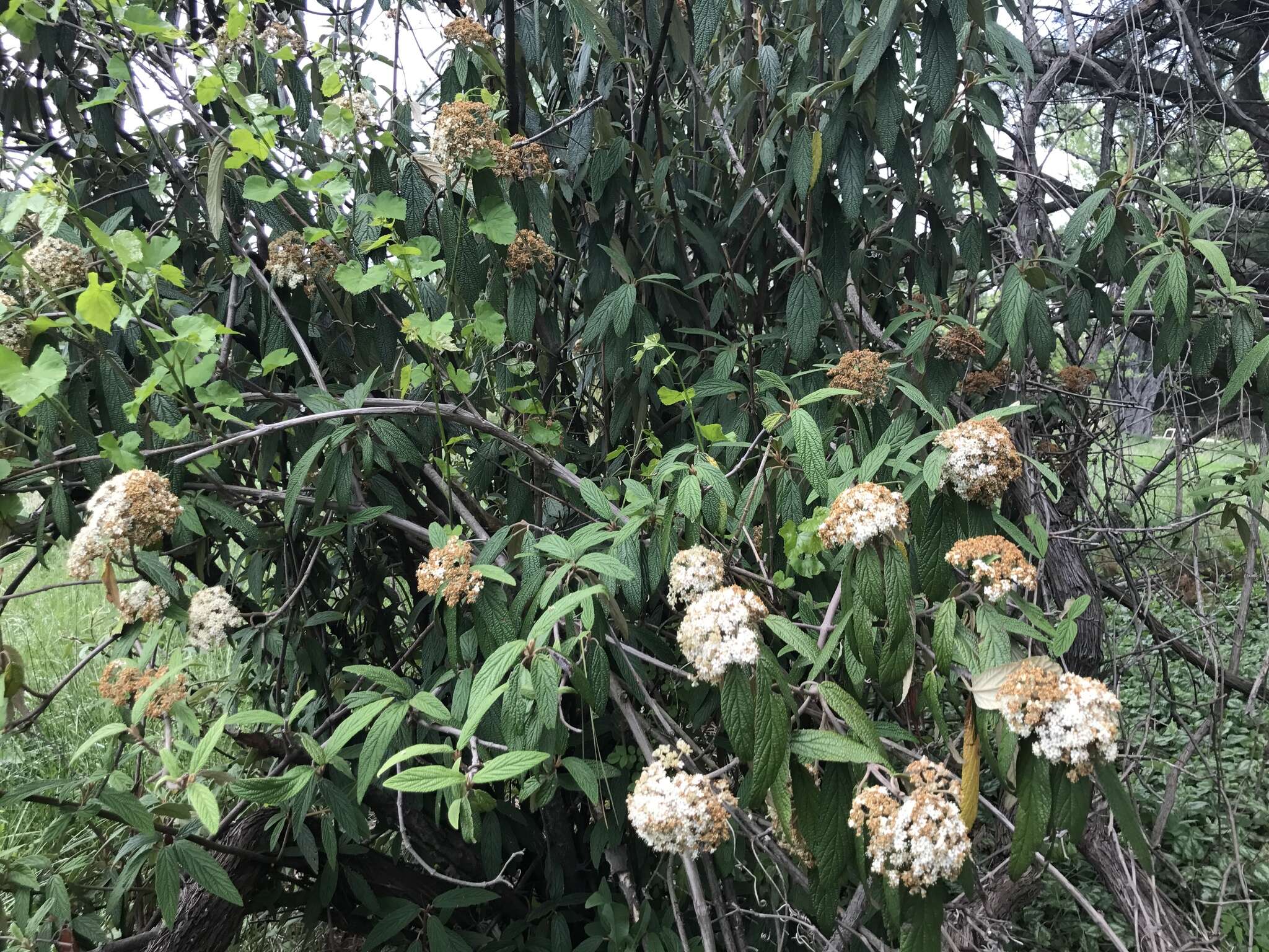 Image of Leatherleaf Viburnum