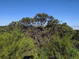 Слика од Arctostaphylos refugioensis Gankin