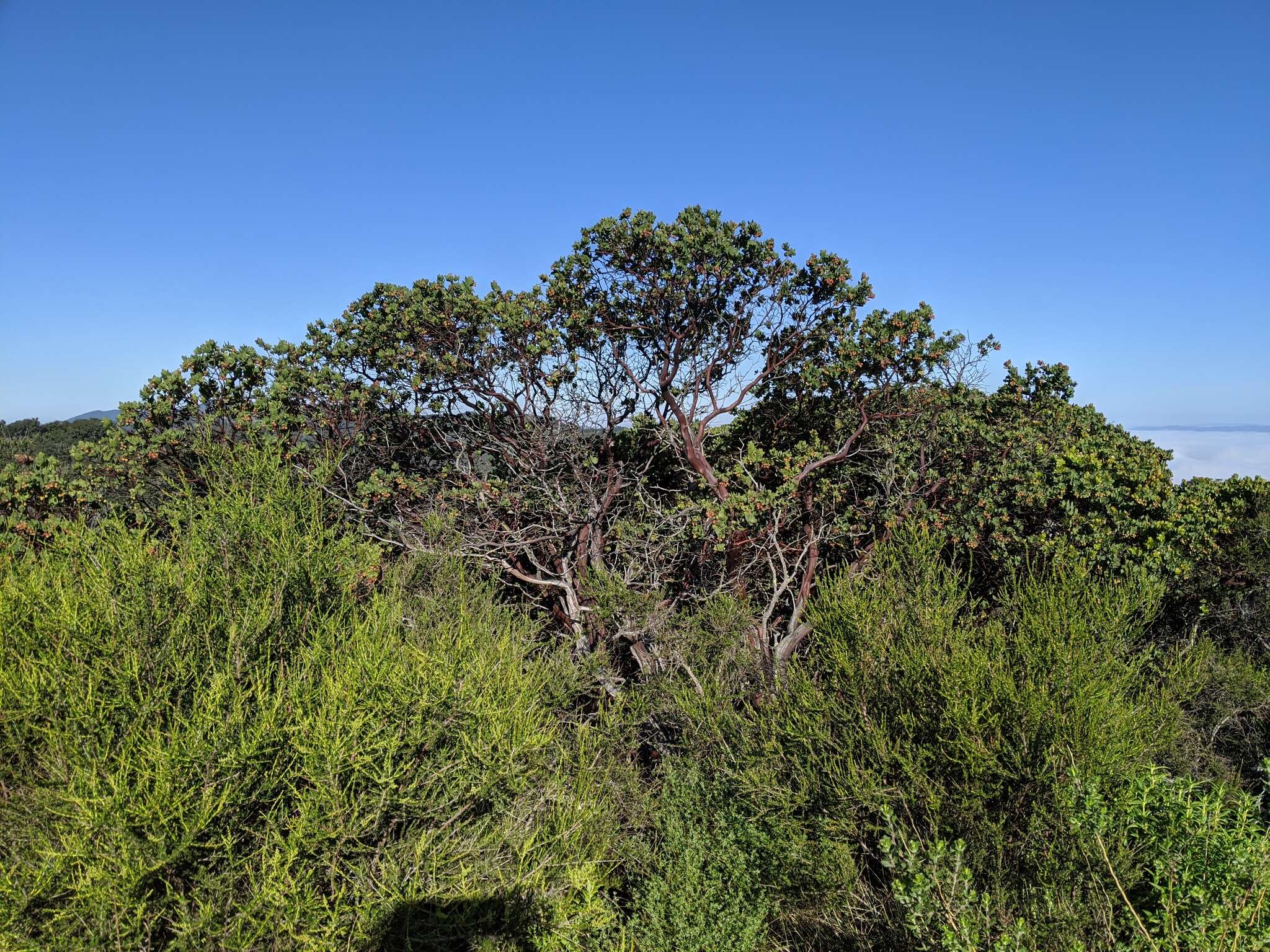 Image de Arctostaphylos refugioensis Gankin