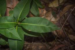 Image de Notelaea longifolia Vent.