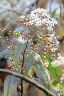 Image de Dendrophorbium peregrinum (Griseb.) C. Jeffrey