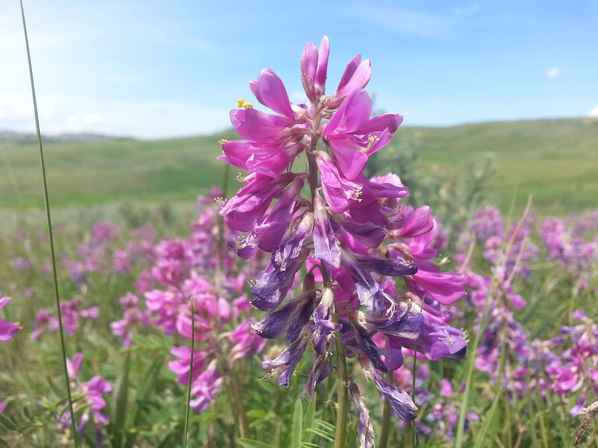 Image of Utah sweetvetch