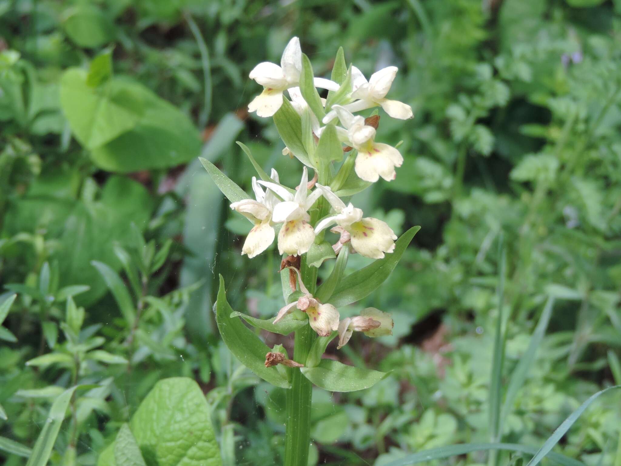 Image de Dactylorhiza insularis (Sommier) Ó. Sánchez & Herrero