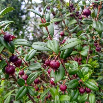 Image of Chilean guava