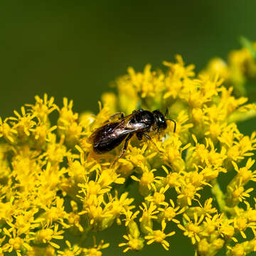 Lasioglossum nigroviride (Graenicher 1911)的圖片