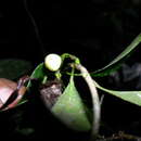 Peltostigma guatemalense (Standl. & Steyerm.) R. E. Gereau resmi