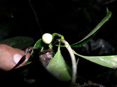 Image of Peltostigma